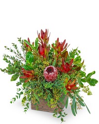 Wild and Lush Protea from Eagledale Florist in Indianapolis, IN