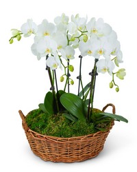 Serenity Orchid Plant from Eagledale Florist in Indianapolis, IN